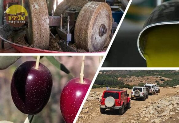 מסע 4×4 בעקבות הזית – מסיק, מורשת וטעמים